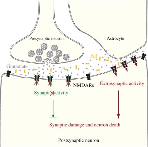 Role of Glutamate and NMDA Receptors in Alzheimer’s Disease - IOS Press