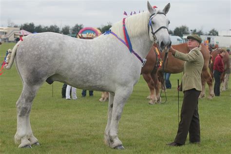 Percherons at Orsett Show 2012 | Percherons are most commonl… | Flickr