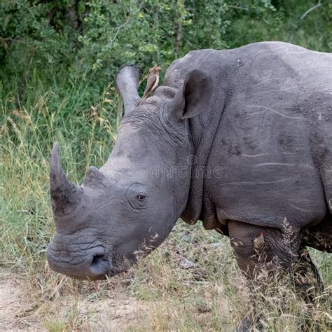 Rare White Rhino at Sabi Sands Animal Reserve, Kruger, South Africa. Stock Photo - Image of ...