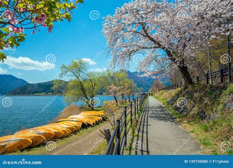 Cherry Blossom Sakura, View from Lake Kawaguchiko Stock Image - Image of nature, japan: 139730085