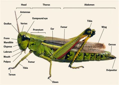 Anatomy of a Grasshopper. : Infographics | Insect anatomy, Grasshopper pictures, Grasshopper