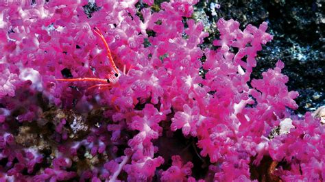 Why are corals so colorful? - Woods Hole Oceanographic Institution