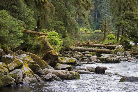 'Where Forest Meets The Sea': The Uncertain Future Of The Tongass ...