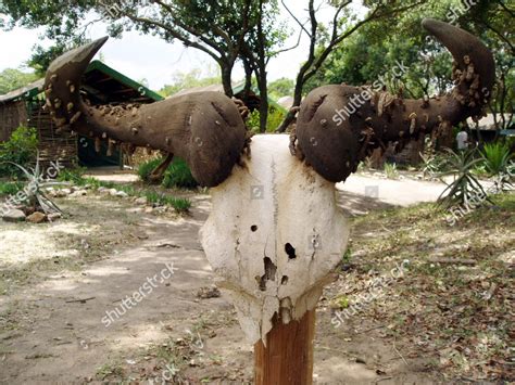 Buffalo Skull Editorial Stock Photo - Stock Image | Shutterstock