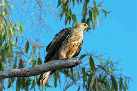 What animals can you see in Kakadu National Park? - The Wildlife Diaries