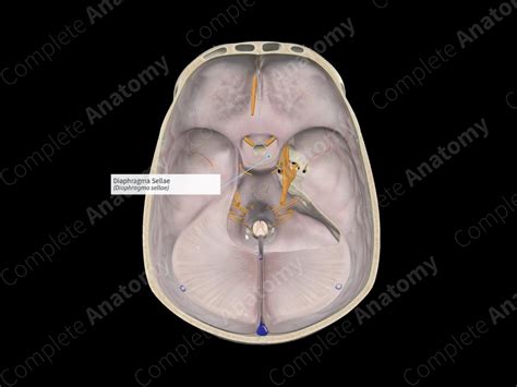 Diaphragma Sellae | Complete Anatomy