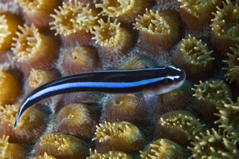 Bluestripe Neon Goby For Sale (Elacatinus oceanops). TOP Care facts ...