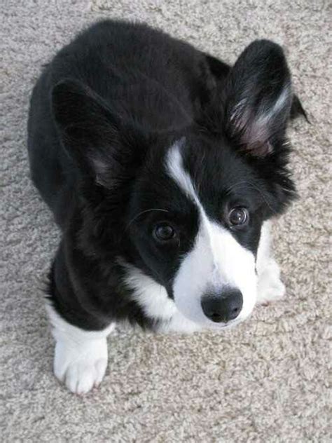 Black corgi puppy | Corgi, Black and white corgi, Corgi dog