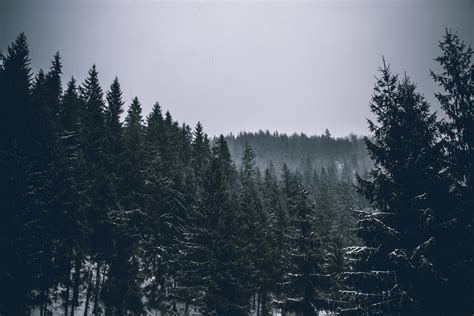 a cloudy sky above a snowy evergreen forest with mountains barely visible at the horizon, cloudy ...