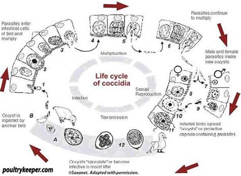 Coccidiosis in Chickens