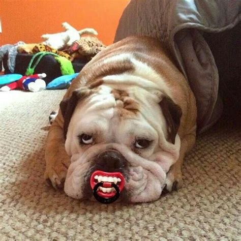 Pin by Sarah Fallon on Calling All Dogs | English bulldog puppies, Baby bulldog, Bulldog funny