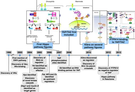 Major milestones in the development of the Hippo signaling pathway. A... | Download Scientific ...