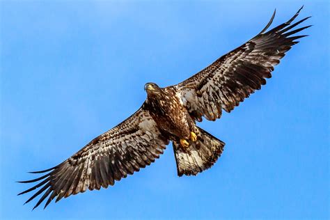 Juvenile Bald Eagle flying overhead last fall. : r/birdsofprey