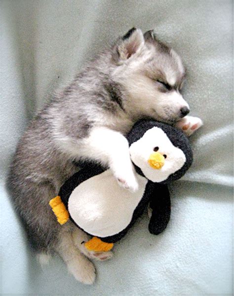 16 Cute Husky Puppy Pictures | CUTENESS | Cute husky puppies, Puppy cuddles, Cute husky