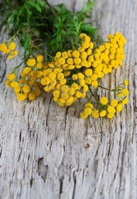 Bouquet of tansy on the wooden background | Plants, Tansy plant, Trees to plant