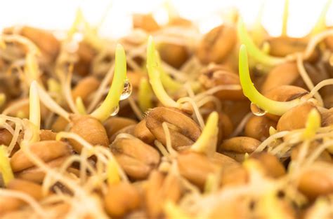 Sprouted Grains are making a comeback | Rediscover