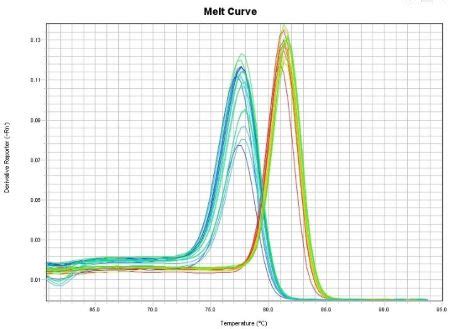 Melt Curves Analysis: Definition & Procedures | Study.com