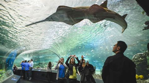 Ripley's Aquarium to host cancer charity event | CTV News