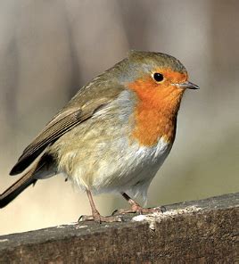 Michigan State Bird Project - Southeast Michigan Stewardship Coalition