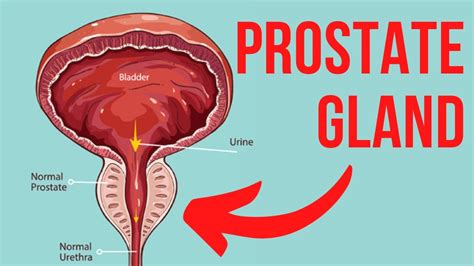 WHAT IS THE PROSTATE GLAND? - KEY INFORMATION - YouTube