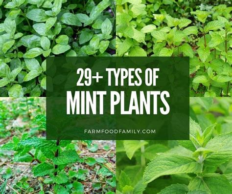 29+ Different Types Of Mint Plants With Pictures (Identification Guide)