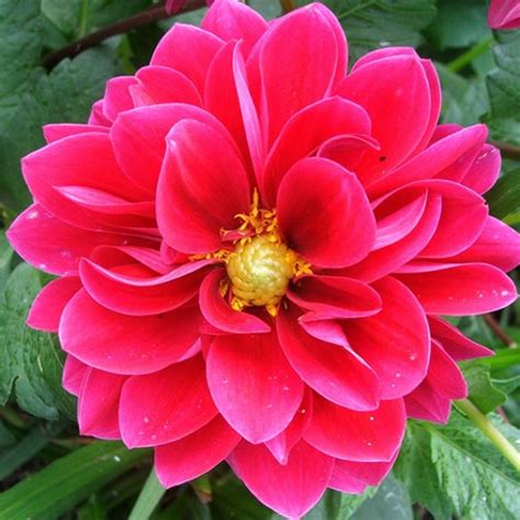 mexico national flower dahlia - Google Search | Flowers | Pinterest | Dahlia, Dahlia flowers and ...