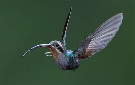 Corridors provide hummingbirds with strong pollination routes in fragmented landscapes ...