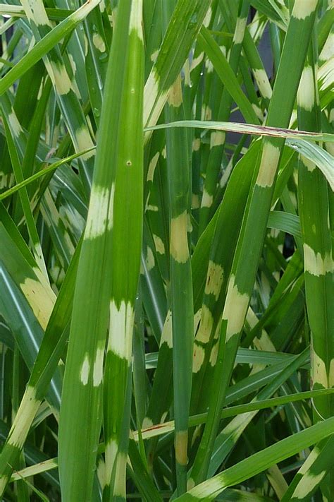 Miscanthus sinensis Varieties Ornamental Grass Seed Variegated | Etsy