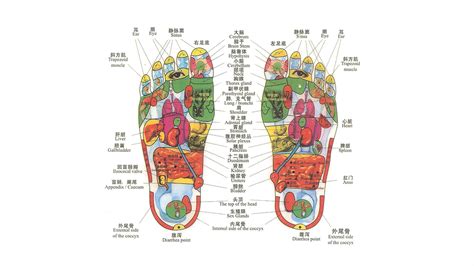 Chinese Reflexology Chart: A Visual Reference of Charts | Chart Master