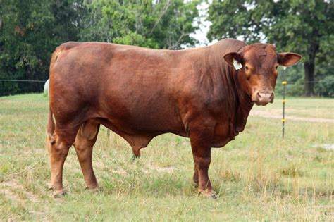 Beefmaster bull Fu Manchu Owned by Benton County Beefmasters Hereford Cattle, Aberdeen Angus ...