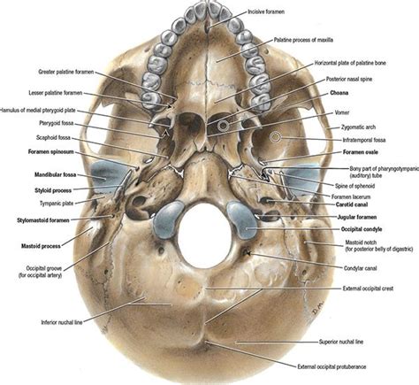 Nasopharynx | Radiology Key