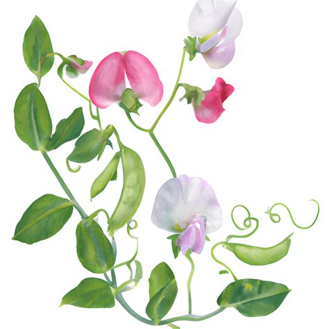 Pink and White Sweet Pea Flowers on the Vine · Creative Fabrica