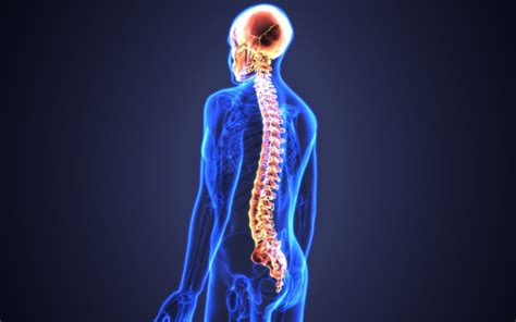 The Best Chiropractic Care Tips for Optimal Spine Health