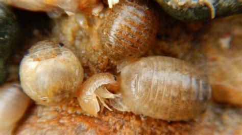 How Do Isopods Reproduce? Ooh! Interesting!