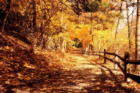 Forêt Piste Sentier Forestier - Photo gratuite sur Pixabay