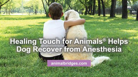 dog-recovery - Animal Bridges