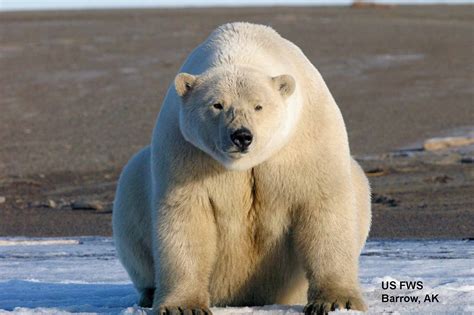 A ‘mass exodus’ of polar bears from Alaska to Russia has taken place ...