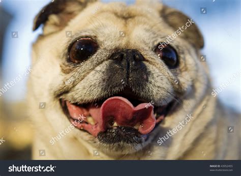 Happy Cute Smiling Pug Dog Face Stock Photo 43952455 | Shutterstock