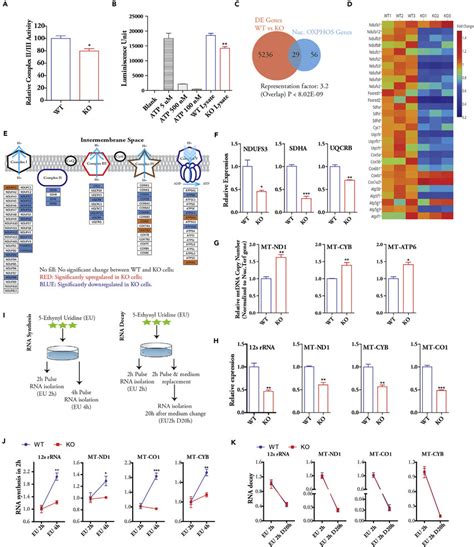 OXPHOS Defects Are Linked to Impaired mtDNA and Nuclear OXPHOS Gene ...