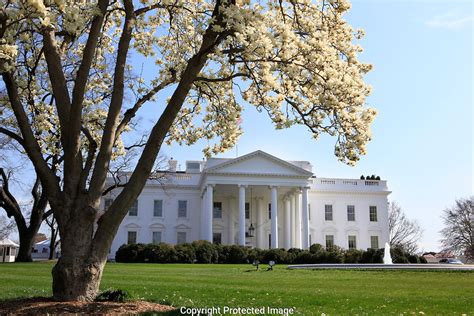 White House magnolia trees | Dennis Brack