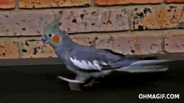 Bird Running GIF - Find & Share on GIPHY