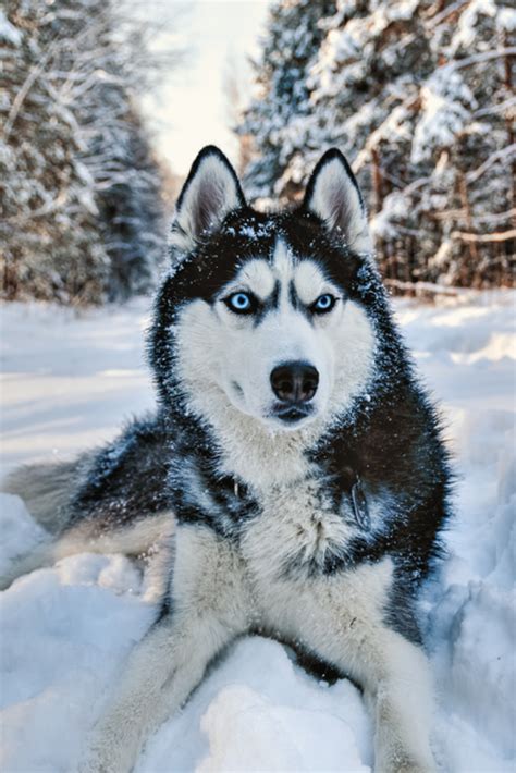 Husky dog lying in the snow. Black and white siberian husky with blue eyes on a walk in winter ...