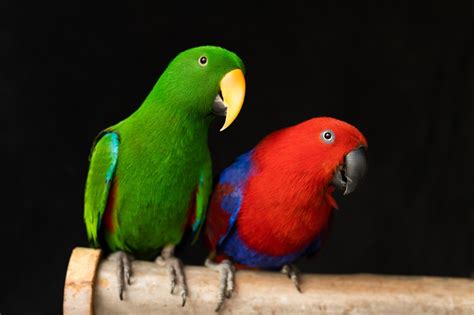 Eclectus Parrots | Arizona Exotics | -Other Parrots Resources