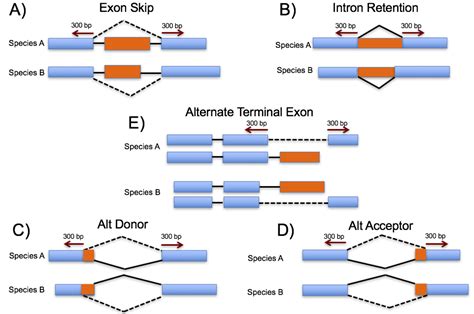 Identify functional constraint alternative splicing across species | Wenbin Mei