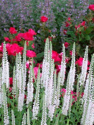 White Perennial Flowers That Bloom All Summer / Stunning Perennials That Bloom All Summer in ...