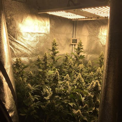 Which LED Grow Lights Are Best for Growing Cannabis? | Grow Weed Easy