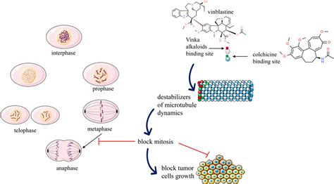 Vincristine Microtubule