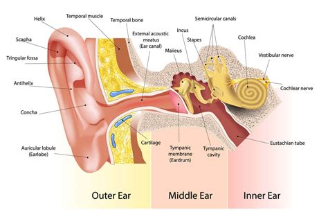 Anatomy of the Ear and Understanding Hearing | Happy Ears Hearing