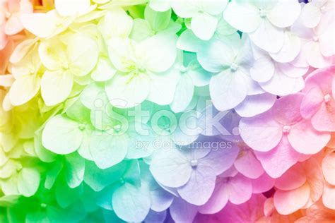 Rainbow Flowers Background Stock Photo | Royalty-Free | FreeImages