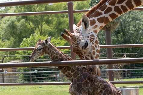 Tulsa Zoo | 84 Acres of Adventure & State-of-the-Art Exhibits